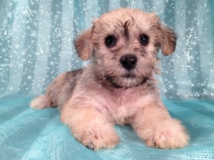 Schnoodle puppies for sale Female Iowa Breeder Sept 2012